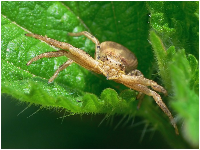 Krabbenspinne