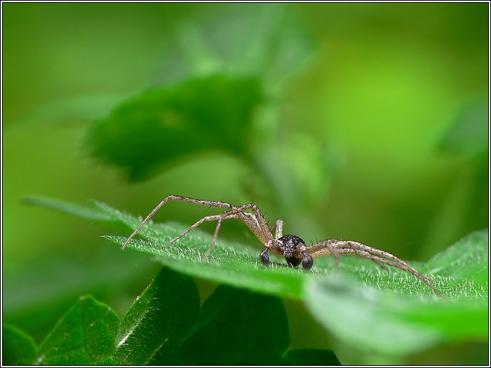 Laufspinne