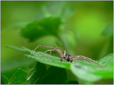 Laufspinne