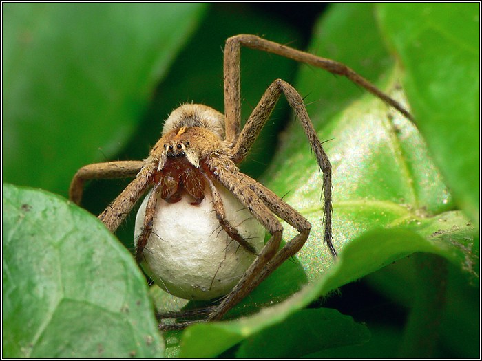 Listspinne mit Eikokon