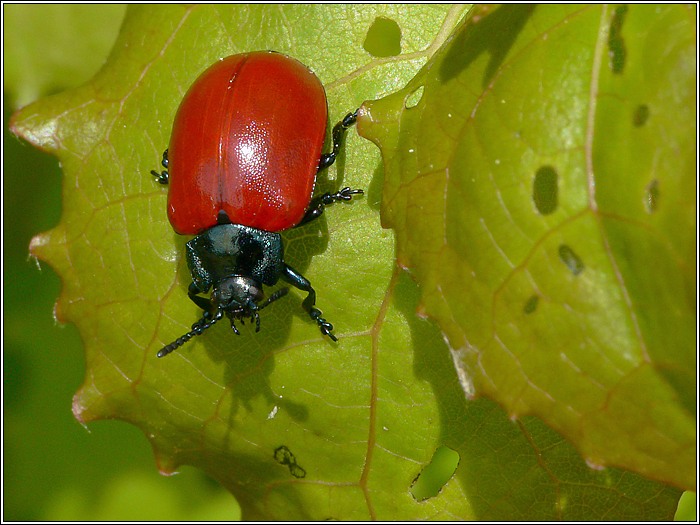 Pappelblattkäfer