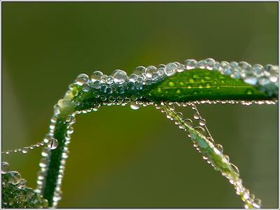 Morgentau