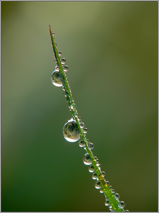 Morgentau