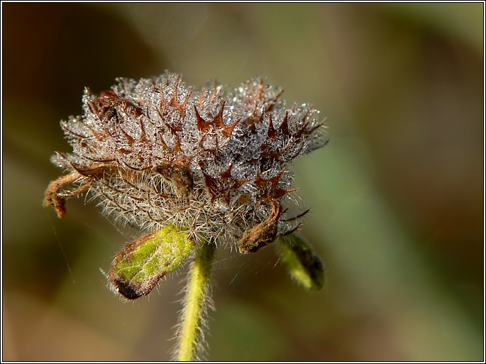 Blüte im Morgentau