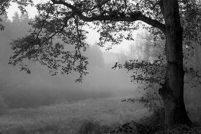 Novembernebel