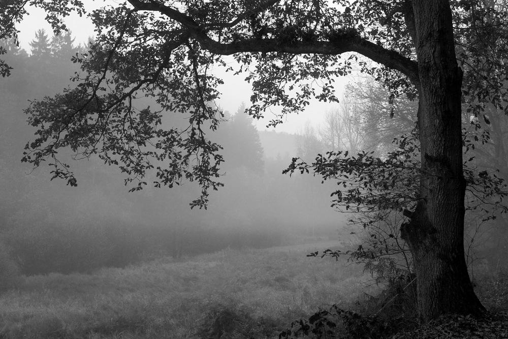 Novembernebel
