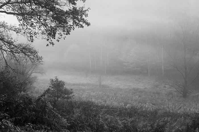Novembernebel