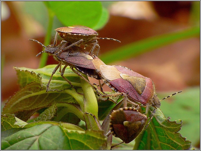 Beerenwanzen