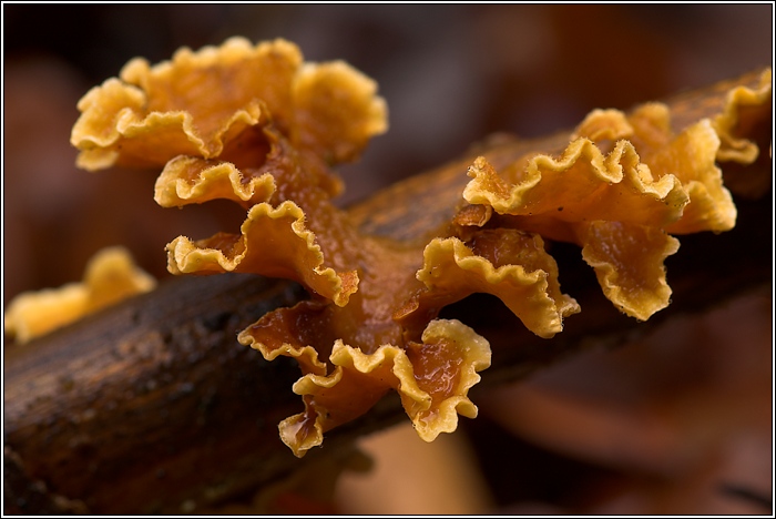 Striegeliger Schichtpilz