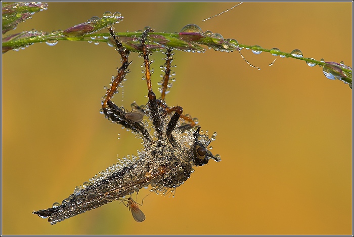 Raubfliege mit Mücken
