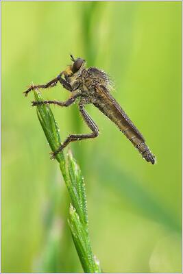 Raubfliege