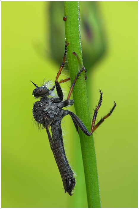 Raubfliege