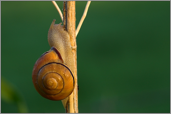 Hainbänderschnecke