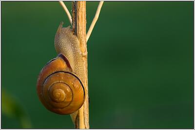 Hainbänderschnecke