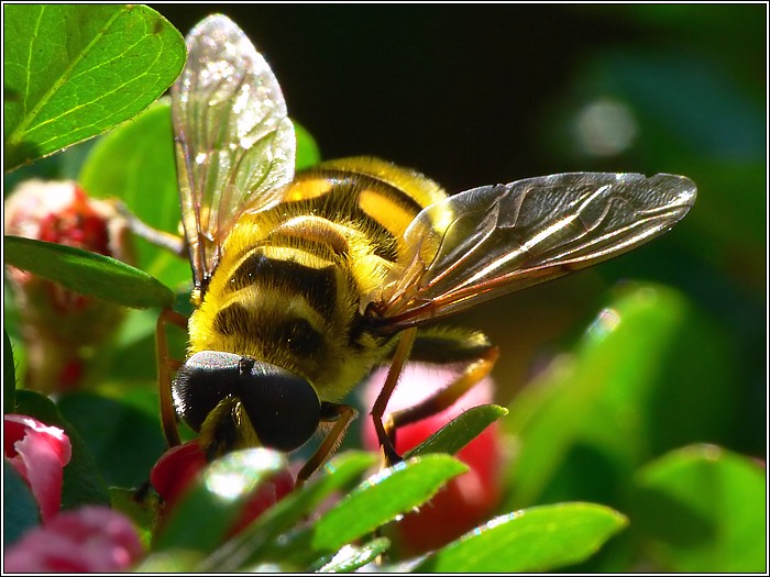 Schwebfliege