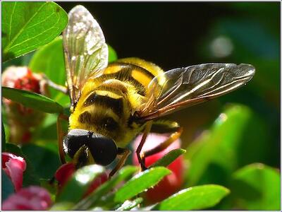 Schwebfliege