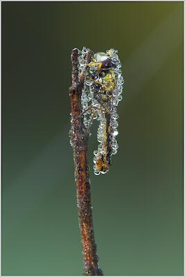 Langbauchschwebfliege