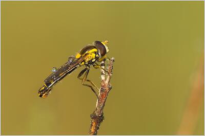 Langbauchschwebfliege