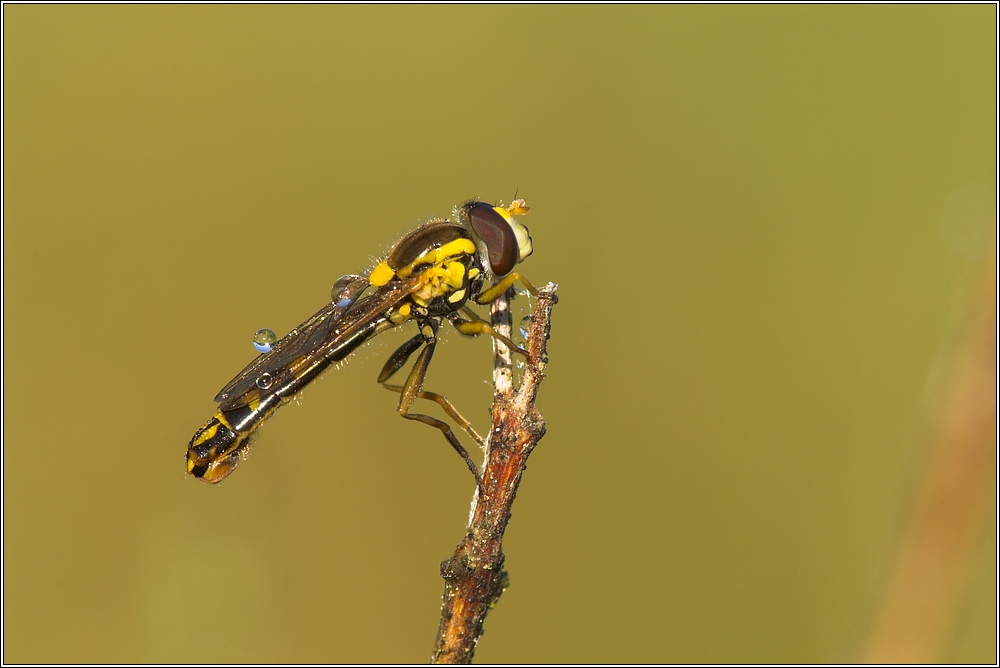 Langbauchschwebfliege