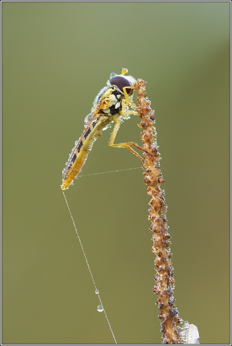 Schwebfliege