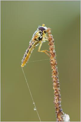 Schwebfliege