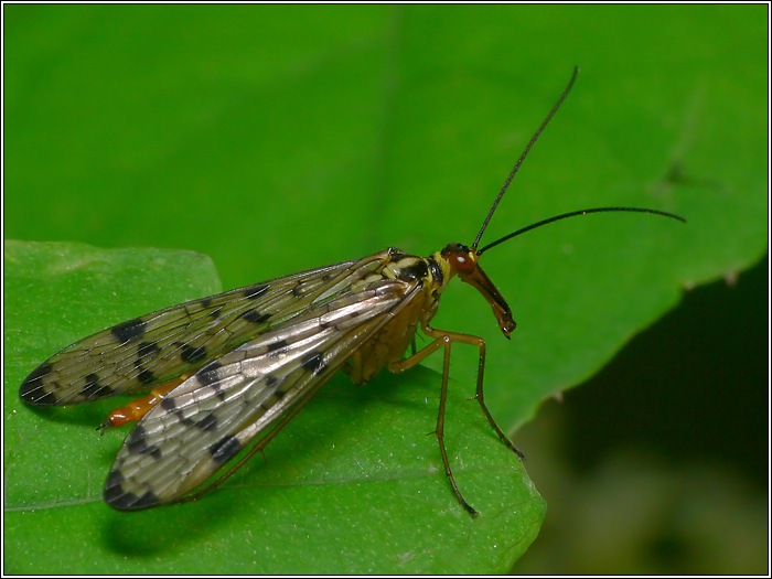 Skorpionsfliege