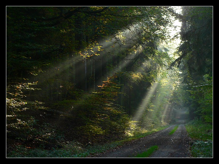 Morgenlicht