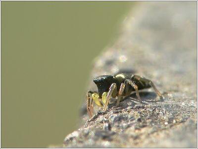 Heliophanus cf. cupreus