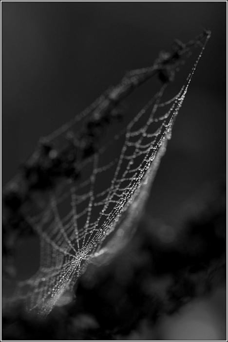 Spinnennetz