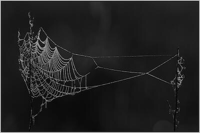 Spinnennetz
