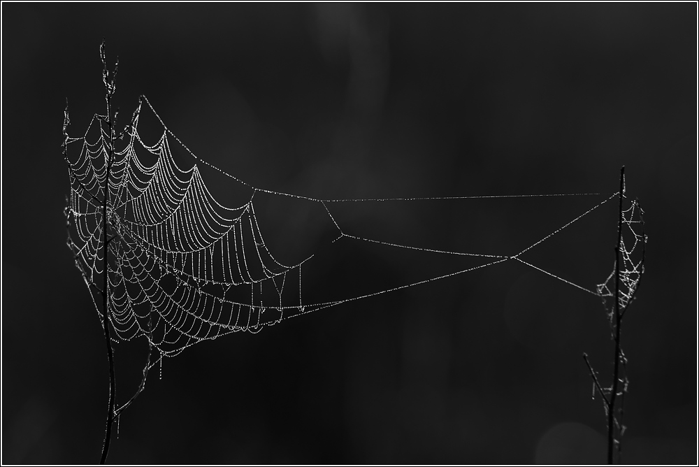 Spinnennetz
