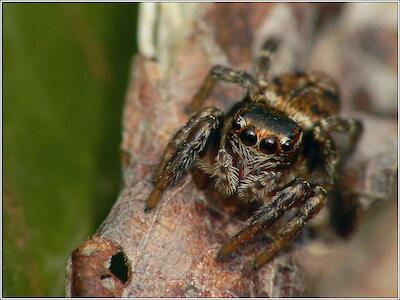 Evarcha cf. falcata