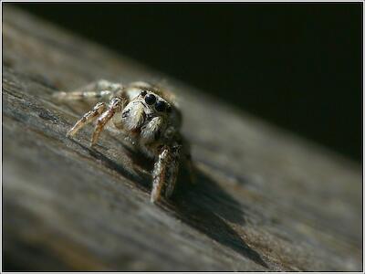 Zebraspringspinne
