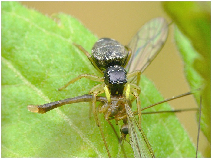 Springspinne mit Beute