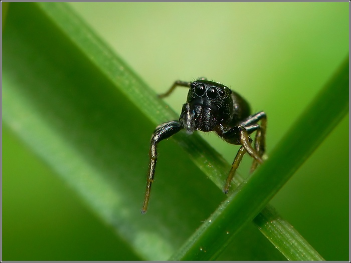 Springspinne mit "Handicap"