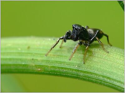 Springspinne mit "Handicap"