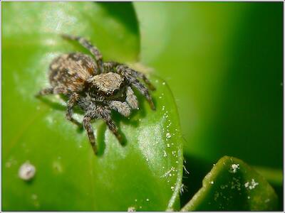 Pseudeuophrys lanigera
