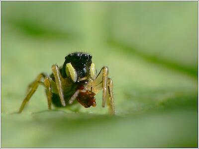 Springspinne mit Beute