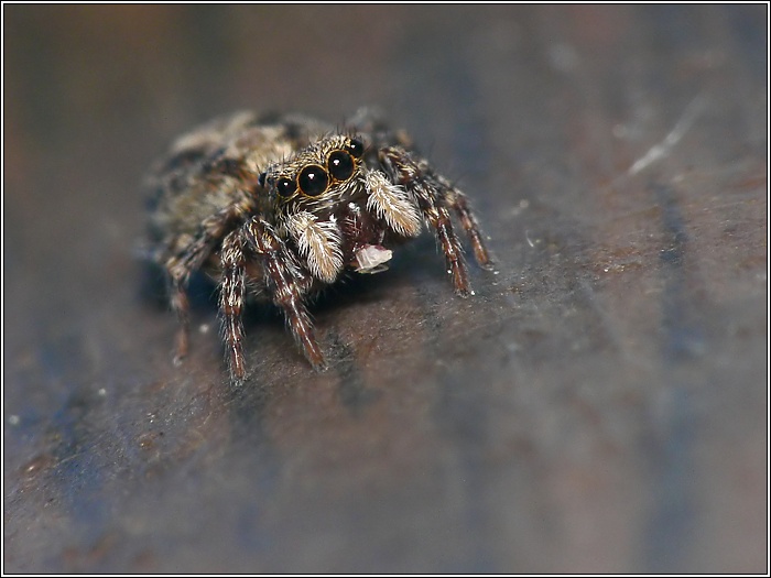 Pseudeuophrys lanigera