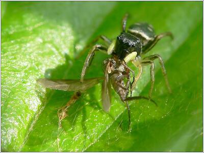 Springspinne mit Beute