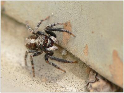 Pseudeuophrys lanigera