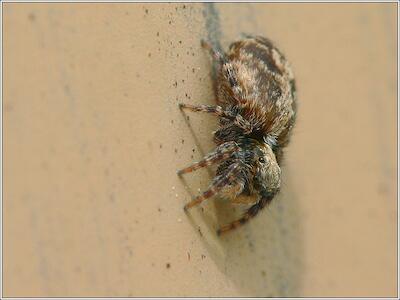 Pseudeuophrys lanigera