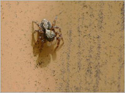 Pseudeuophrys lanigera