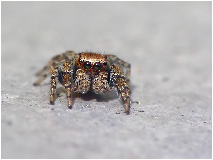 Evarcha falcata