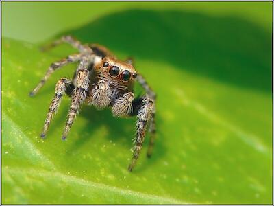 Evarcha falcata