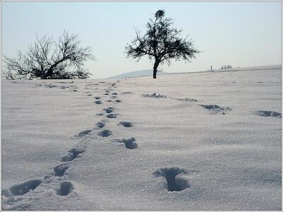Spuren im Schnee