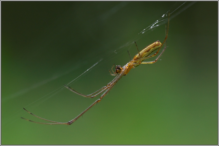 Streckerspinne