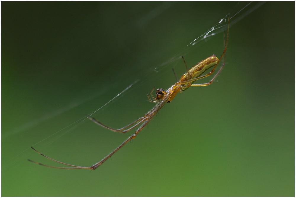 Streckerspinne