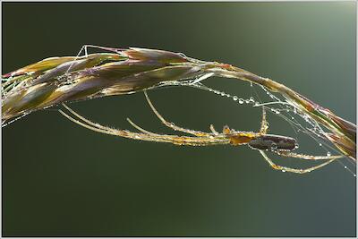 Streckerspinne