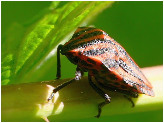 Streifenwanze